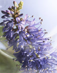 La vie est Belle Iris Absolu Eau de Parfum