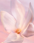La Vie Est Belle Vanille Nude EDP